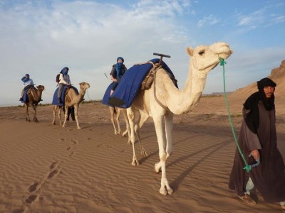 Safari in the Desert